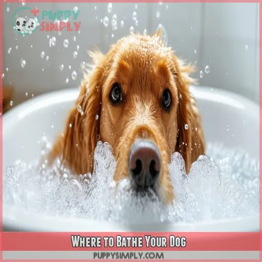 Where to Bathe Your Dog