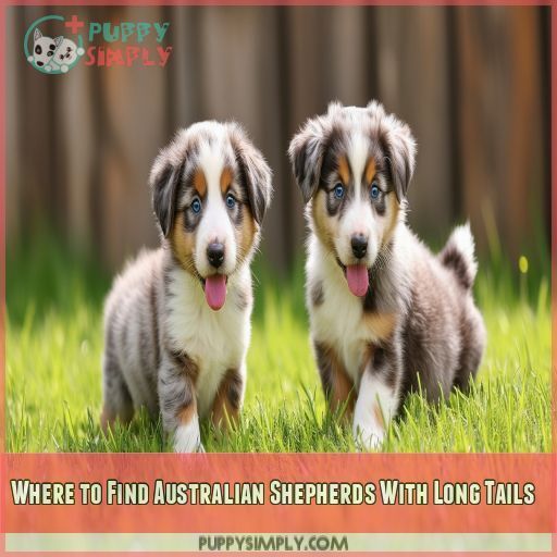Where to Find Australian Shepherds With Long Tails Where to Find Australian Shepherds With Long Tails
