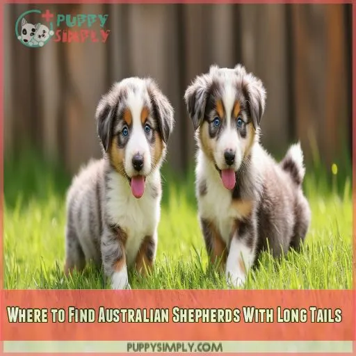 Where to Find Australian Shepherds With Long Tails