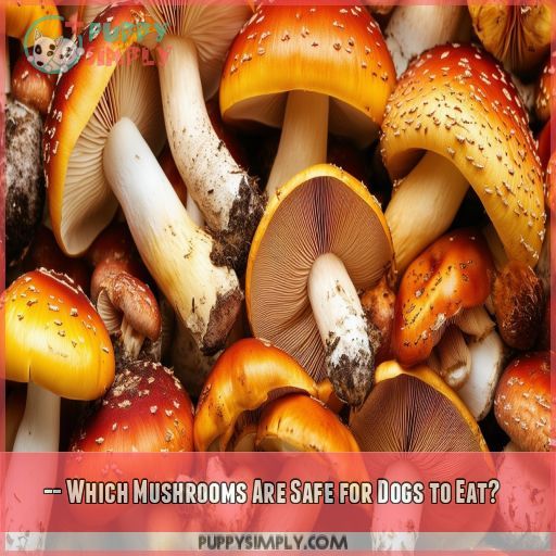 -- Which Mushrooms Are Safe for Dogs to Eat