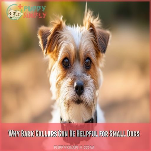 Why Bark Collars Can Be Helpful for Small Dogs