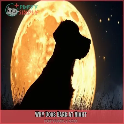Why Dogs Bark at Night