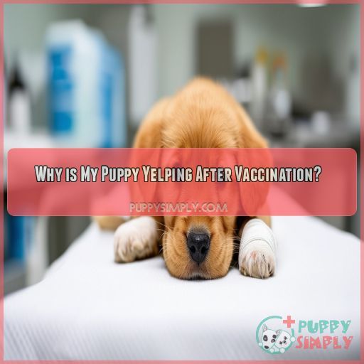 Why is My Puppy Yelping After Vaccination