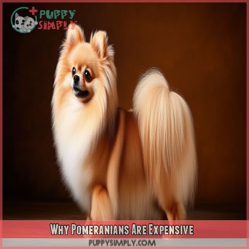 Why Pomeranians Are Expensive