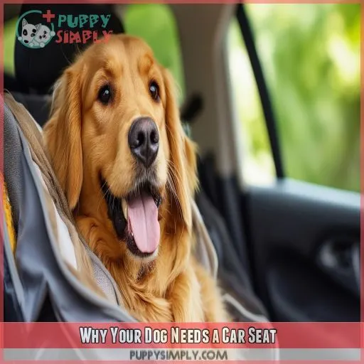Why Your Dog Needs a Car Seat