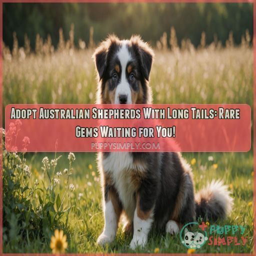 Adopt Australian Shepherds with long tails Adopt Australian Shepherds with long tails