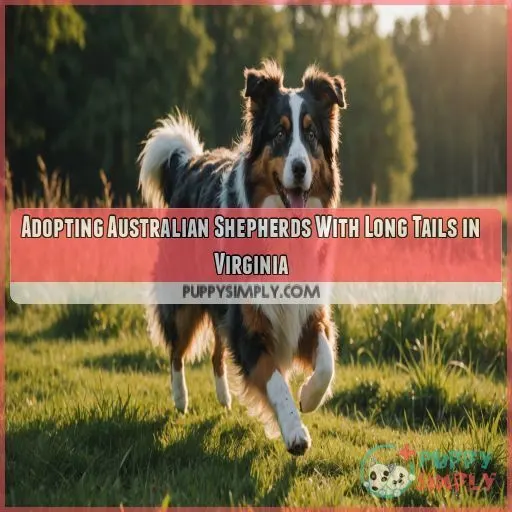 Adopting Australian Shepherds With Long Tails in Virginia