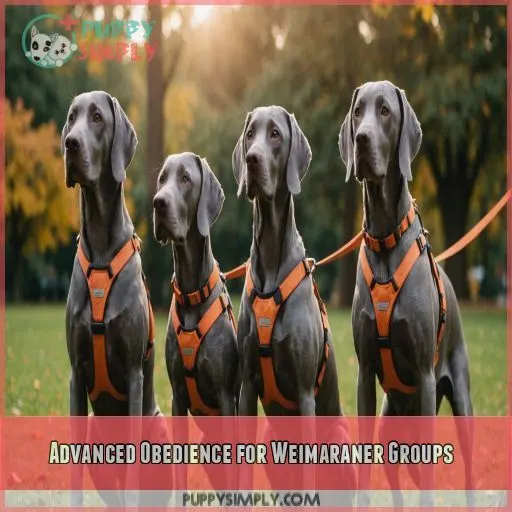 Advanced Obedience for Weimaraner Groups