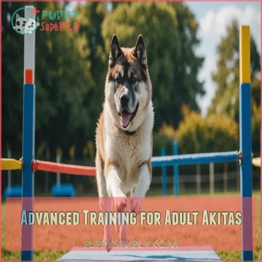 Advanced Training for Adult Akitas