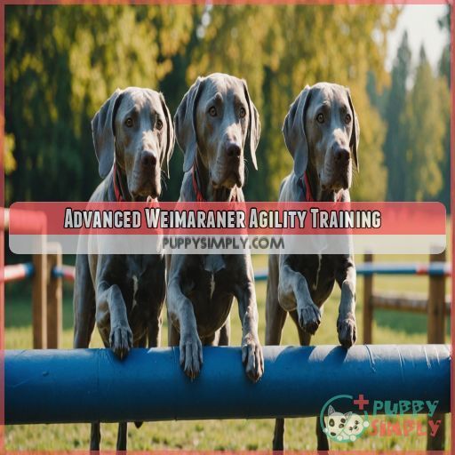 Advanced Weimaraner Agility Training