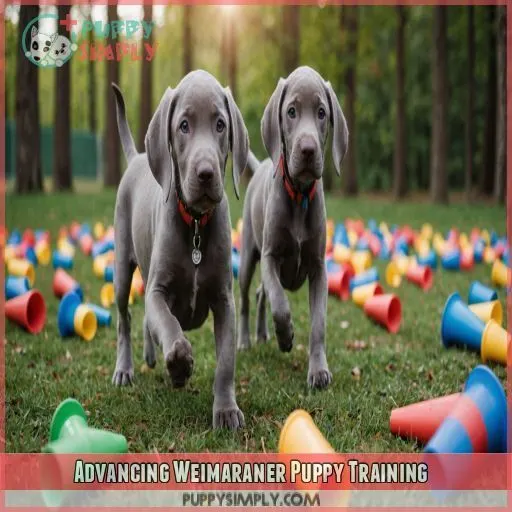 Advancing Weimaraner Puppy Training