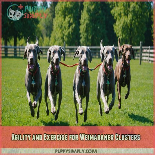 Agility and Exercise for Weimaraner Clusters