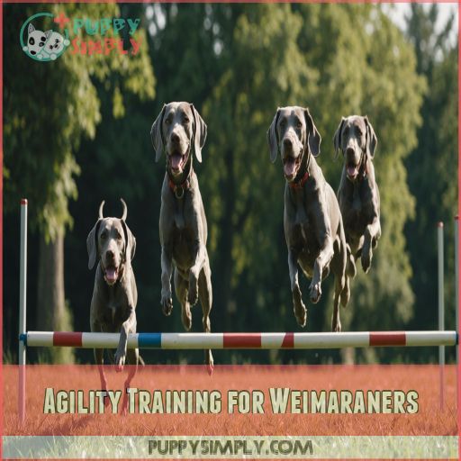 Agility Training for Weimaraners