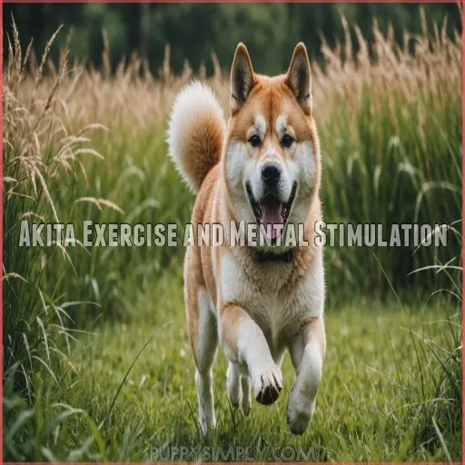 Akita Exercise and Mental Stimulation