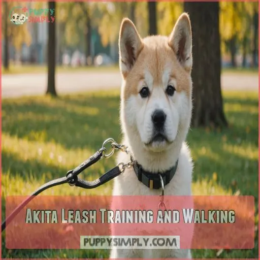 Akita Leash Training and Walking