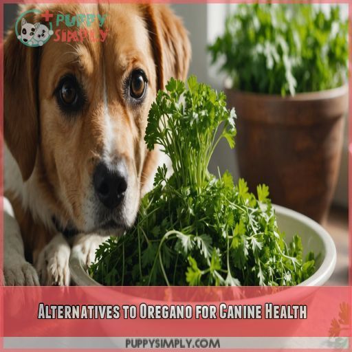 Alternatives to Oregano for Canine Health