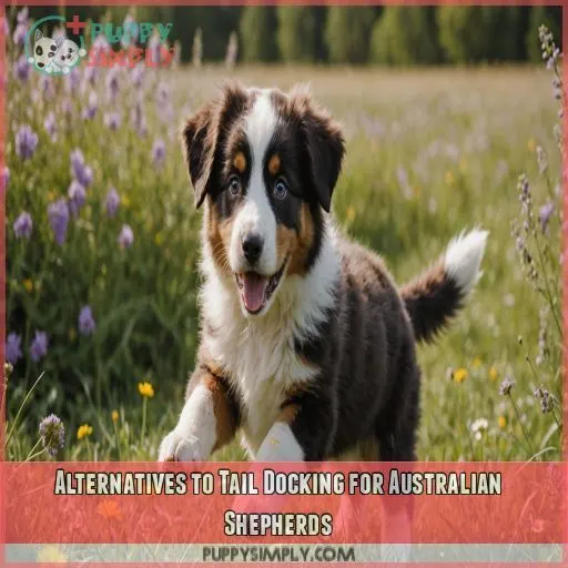 Alternatives to Tail Docking for Australian Shepherds