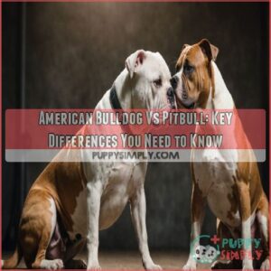 american bulldog vs pitbull