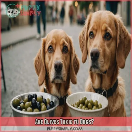 Are Olives Toxic to Dogs