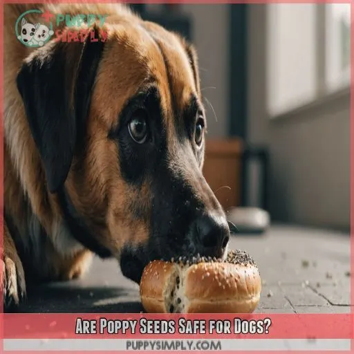 Are Poppy Seeds Safe for Dogs