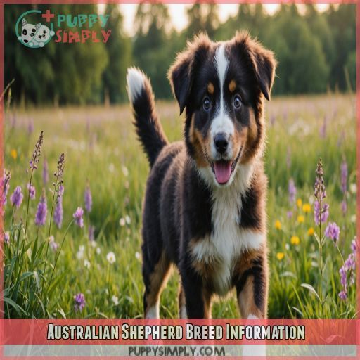 Australian Shepherd Breed Information