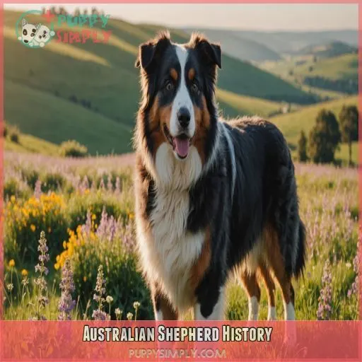 Australian Shepherd History