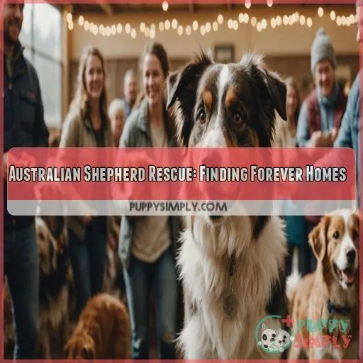 Australian Shepherd Rescue: Finding Forever Homes