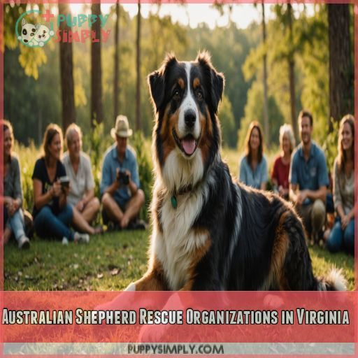 Australian Shepherd Rescue Organizations in Virginia