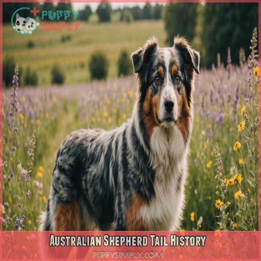 Australian Shepherd Tail History Australian Shepherd Tail History