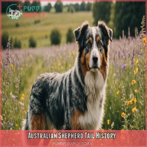 Australian Shepherd Tail History