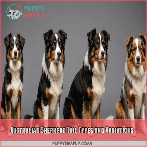 Australian Shepherd Tail Types and Variations