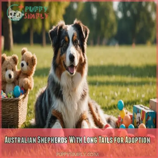 Australian Shepherds With Long Tails for Adoption