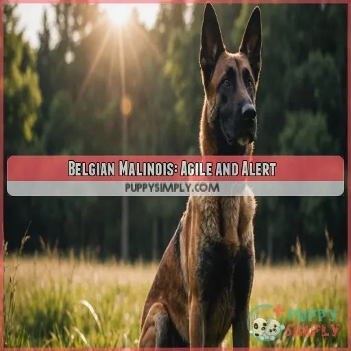 Belgian Malinois: Agile and Alert