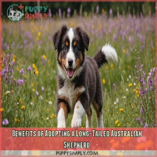 Benefits of Adopting a Long-Tailed Australian Shepherd