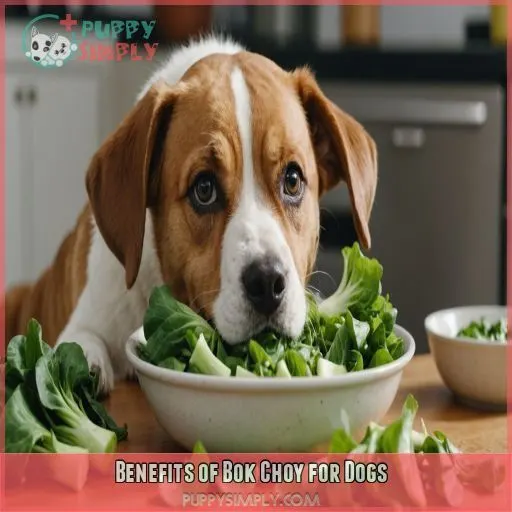 Benefits of Bok Choy for Dogs