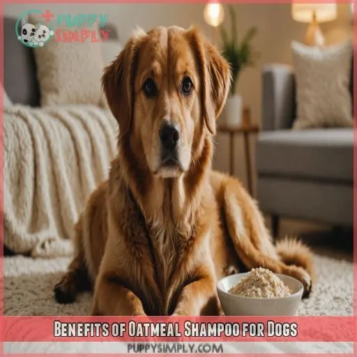 Benefits of Oatmeal Shampoo for Dogs