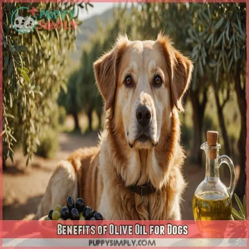 Benefits of Olive Oil for Dogs