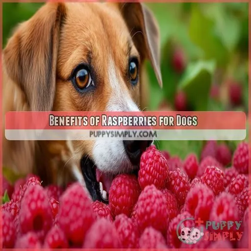 Benefits of Raspberries for Dogs