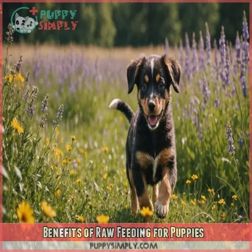 Benefits of Raw Feeding for Puppies