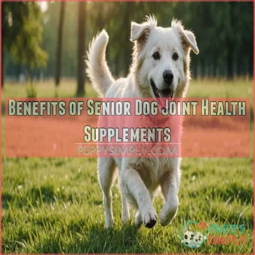 Benefits of Senior Dog Joint Health Supplements