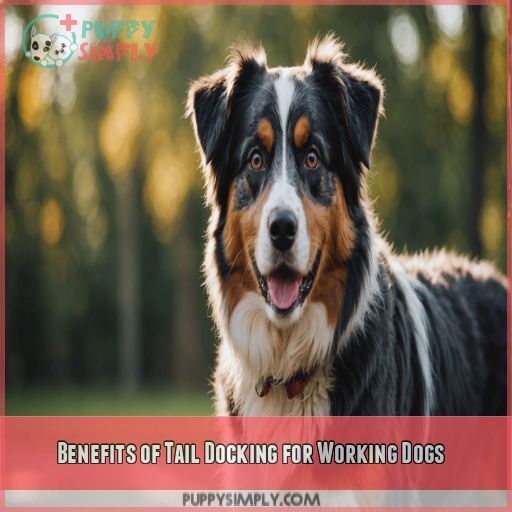 Benefits of Tail Docking for Working Dogs