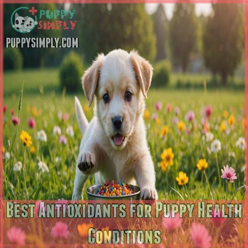 Best Antioxidants for Puppy Health Conditions