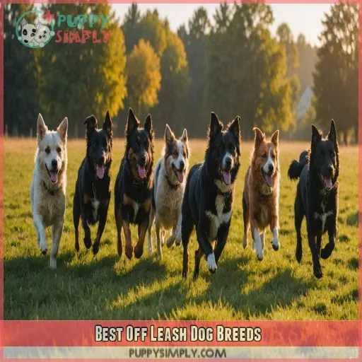 Best Off Leash Dog Breeds