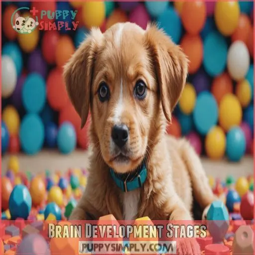 Brain Development Stages