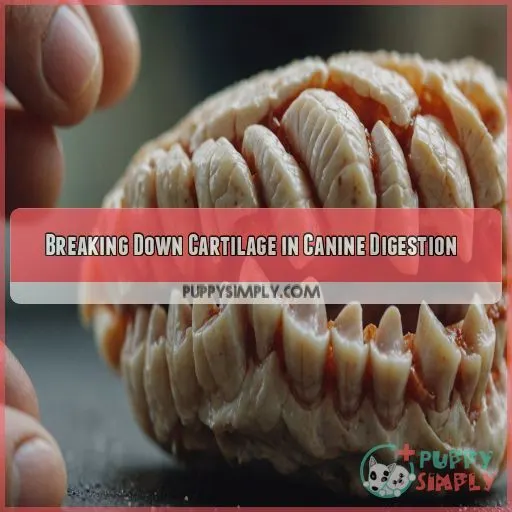 Breaking Down Cartilage in Canine Digestion