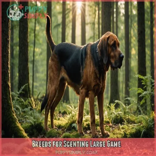 Breeds for Scenting Large Game