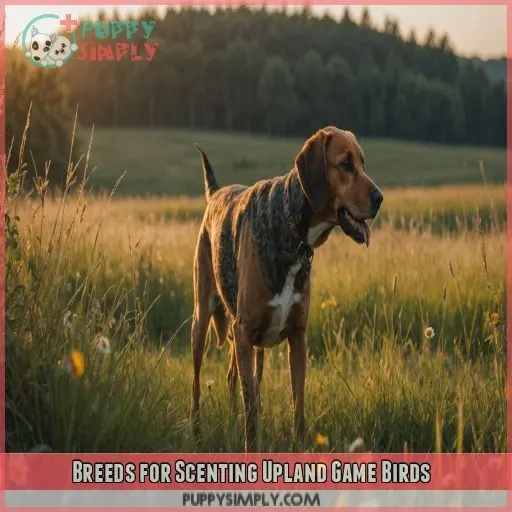 Breeds for Scenting Upland Game Birds