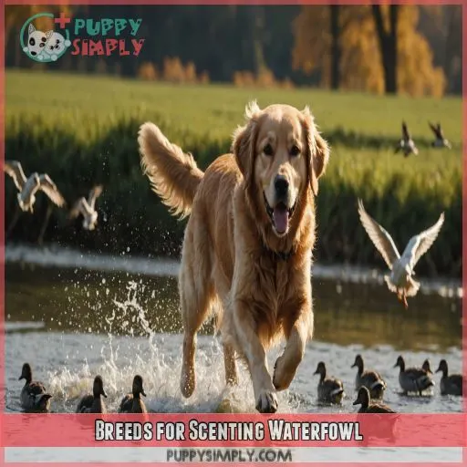 Breeds for Scenting Waterfowl