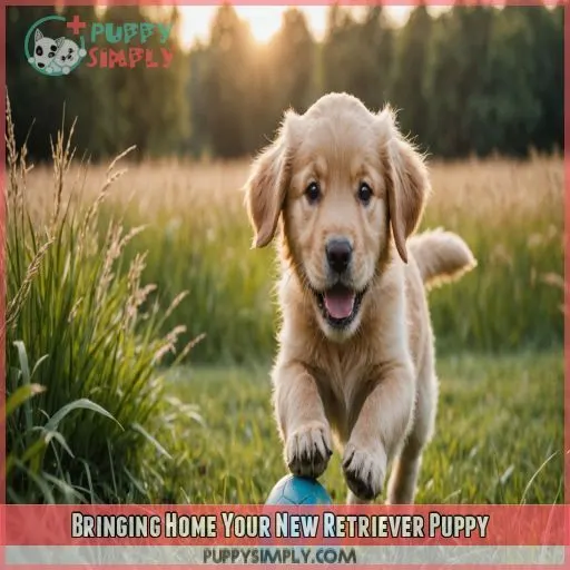 Bringing Home Your New Retriever Puppy