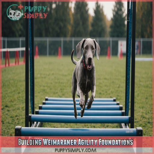 Building Weimaraner Agility Foundations